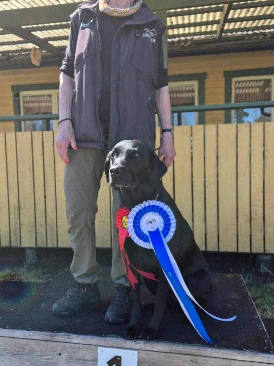 Rallylydnad